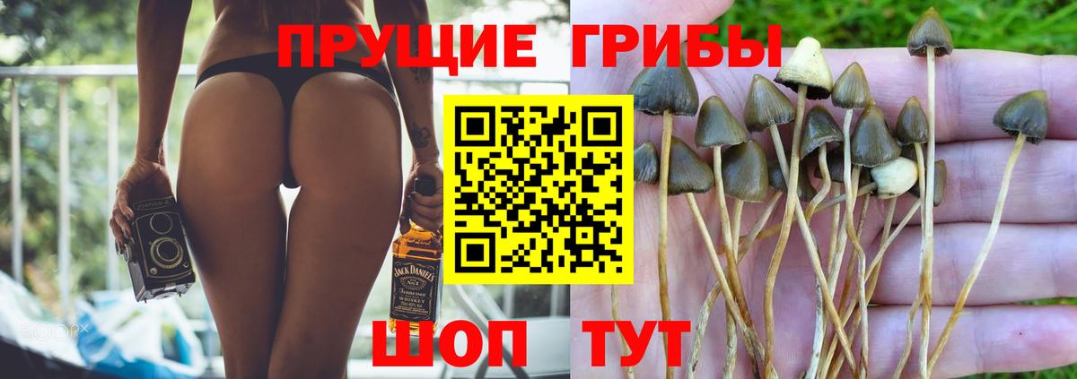 Псилоцибиновые грибы GOLDEN TEACHER Ликино-Дулёво